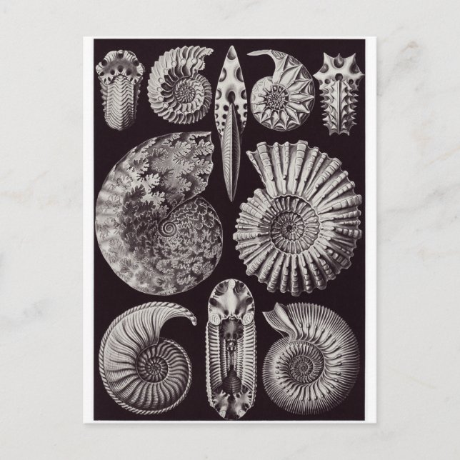 Ernst Haeckel Art Postcard: Ammonitida Vykort (Framsida)
