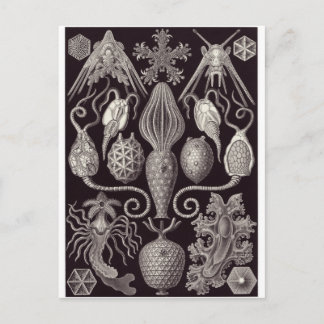 Ernst Haeckel Art Postcard: Amphoridea Vykort