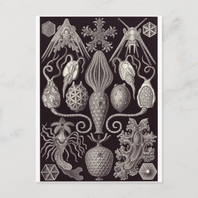 Ernst Haeckel Art Postcard: Amphoridea Vykort (Framsida)