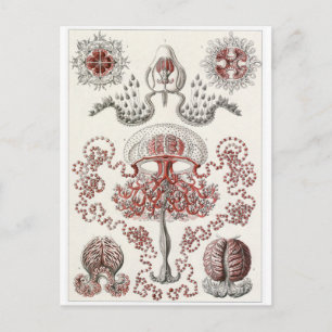 Ernst Haeckel Art Postcard: Anthomedusae Vykort