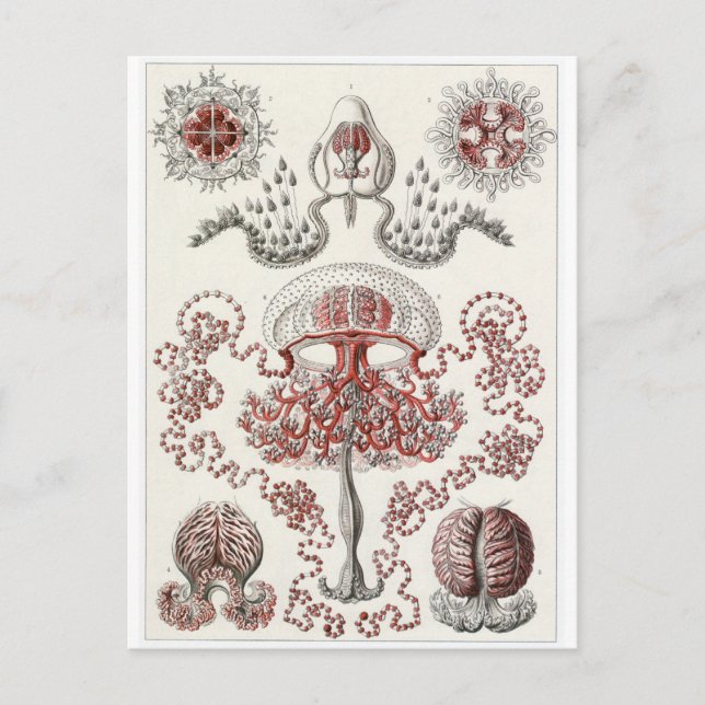 Ernst Haeckel Art Postcard: Anthomedusae Vykort (Framsida)