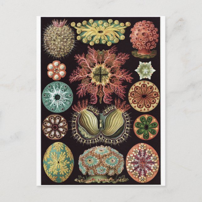Ernst Haeckel Art Postcard: Ascidiae Vykort (Framsida)