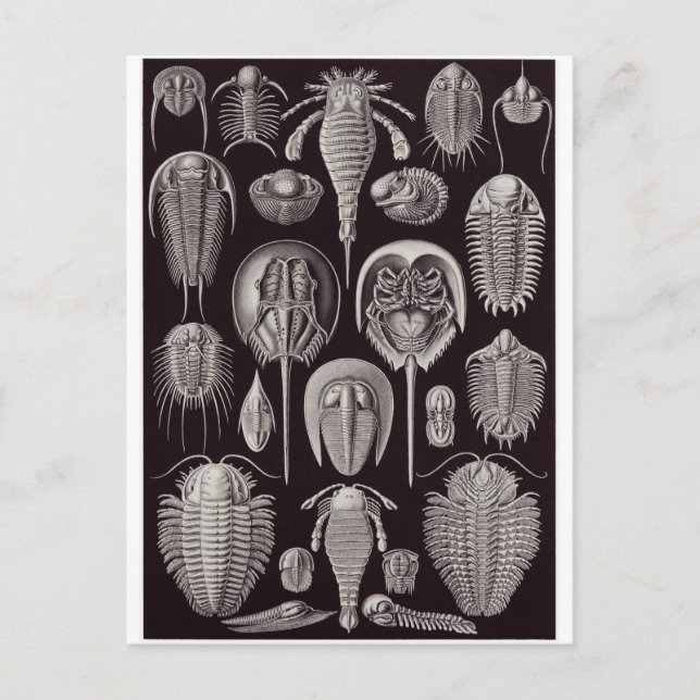 Ernst Haeckel Art Postcard: Aspidonia Vykort (Framsida)
