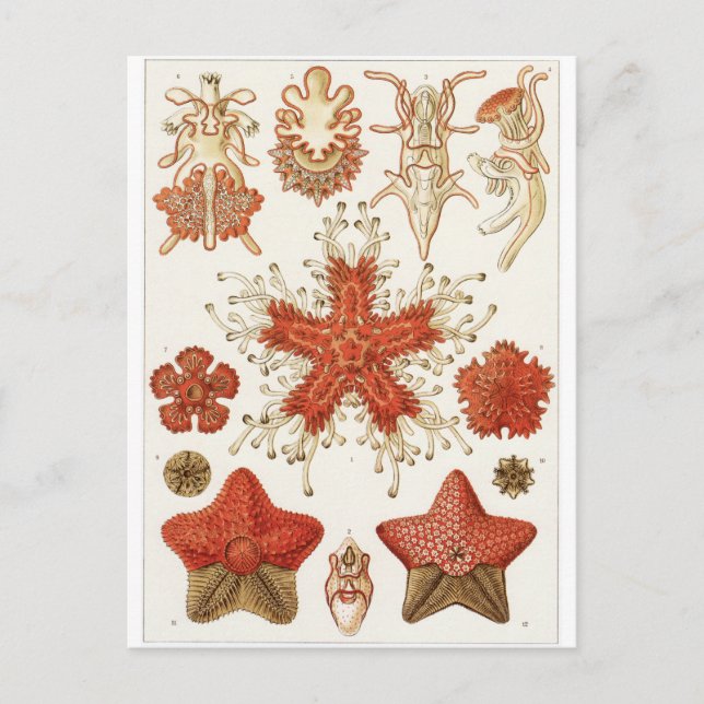Ernst Haeckel Art Postcard: Asteridea Vykort (Framsida)