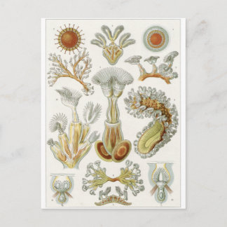 Ernst Haeckel Art Postcard: Bryozoa Vykort
