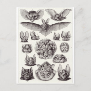 Ernst Haeckel Art Postcard: Chiroptera Vykort