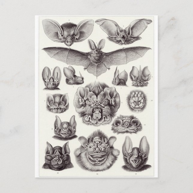 Ernst Haeckel Art Postcard: Chiroptera Vykort (Framsida)