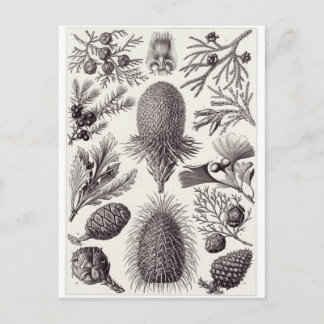 Ernst Haeckel Art Postcard: Coniferae Vykort