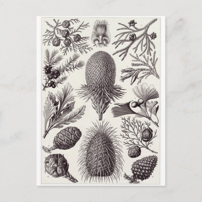Ernst Haeckel Art Postcard: Coniferae Vykort (Framsida)