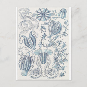 Ernst Haeckel Art Postcard: Ctenophorae Vykort