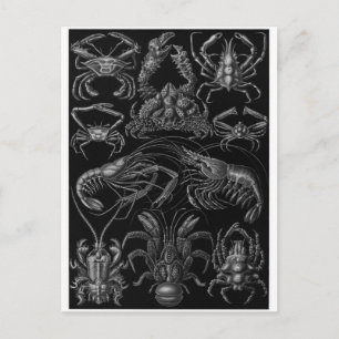 Ernst Haeckel Art Postcard: Decapoda Vykort