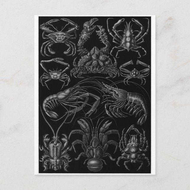 Ernst Haeckel Art Postcard: Decapoda Vykort (Framsida)