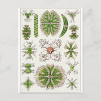 Ernst Haeckel Art Postcard: Desmidiea Vykort