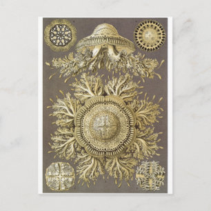 Ernst Haeckel Art Postcard: Discomedusae Vykort