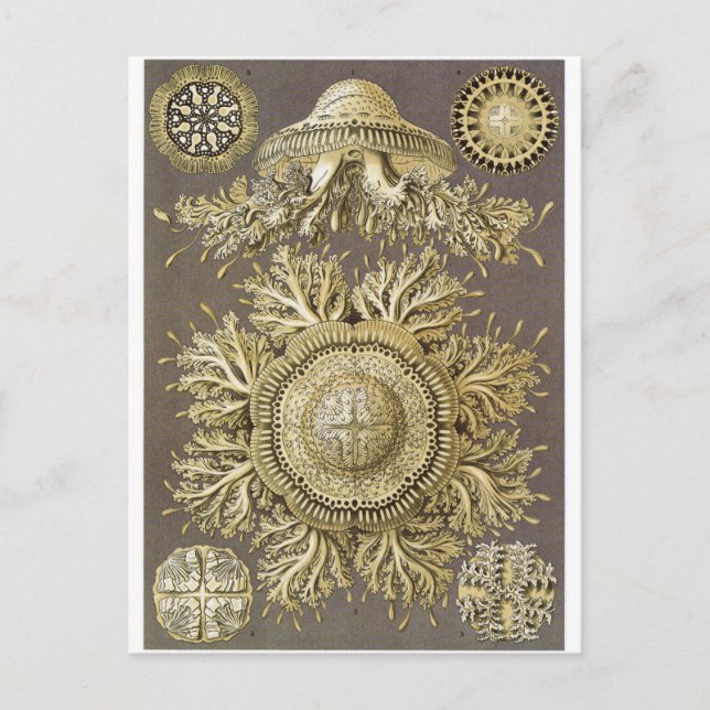 Ernst Haeckel Art Postcard: Discomedusae Vykort (Framsida)