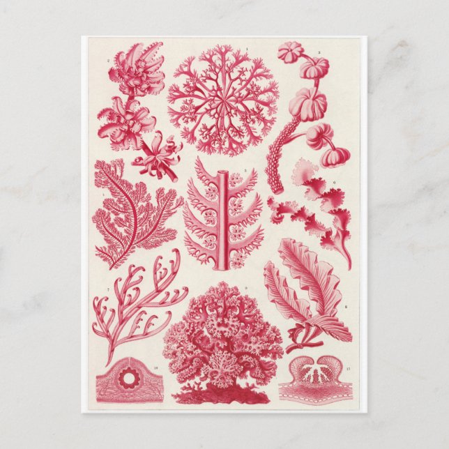 Ernst Haeckel Art Postcard: Florideae Vykort (Framsida)