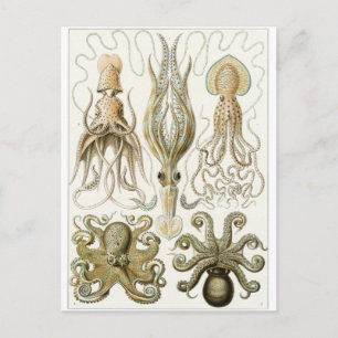 Ernst Haeckel Art Postcard: Gamochonia Vykort