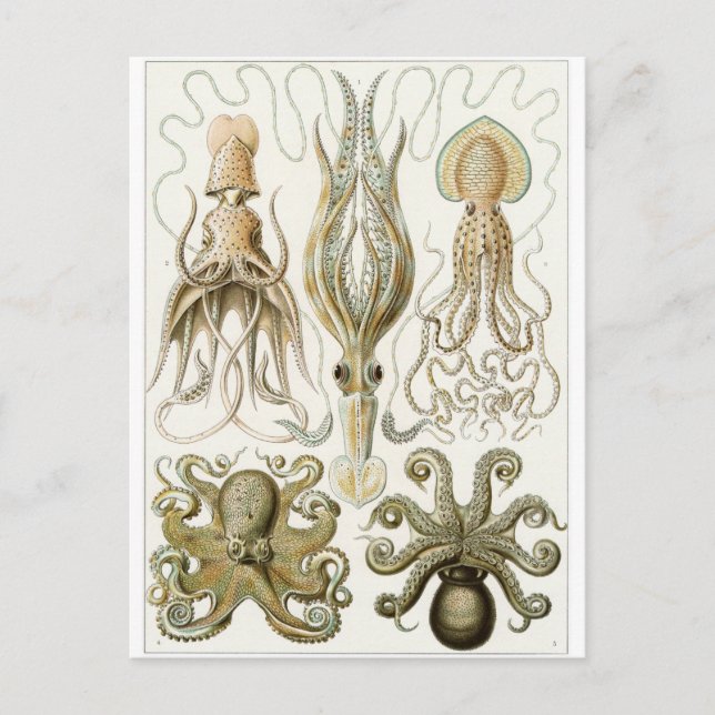 Ernst Haeckel Art Postcard: Gamochonia Vykort (Framsida)