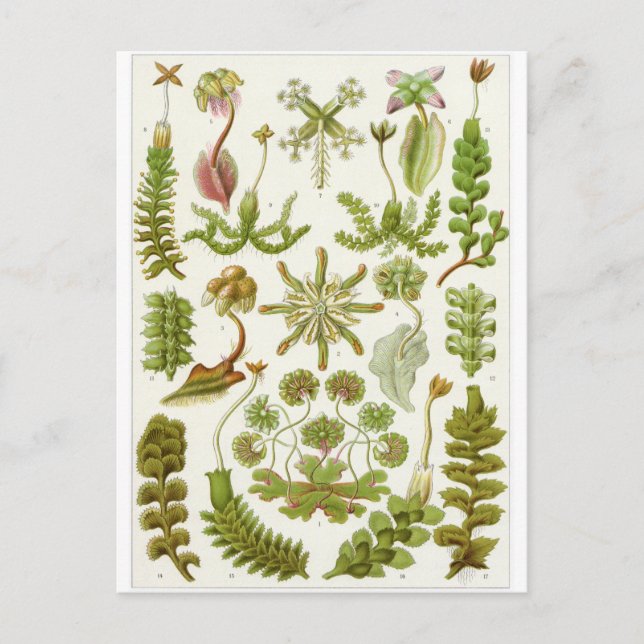 Ernst Haeckel Art Postcard: Hepaticae Vykort (Framsida)