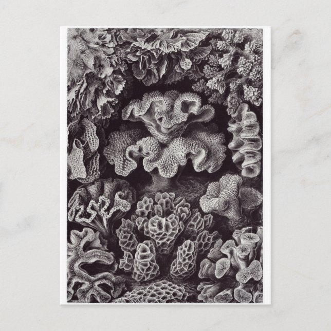 Ernst Haeckel Art Postcard: Hexacoralla Vykort (Framsida)