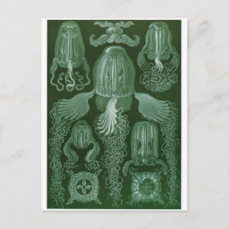 Ernst Haeckel Art Postcard: Kubomedusae Vykort