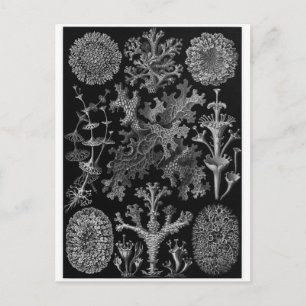 Ernst Haeckel Art Postcard: Lichenes Vykort