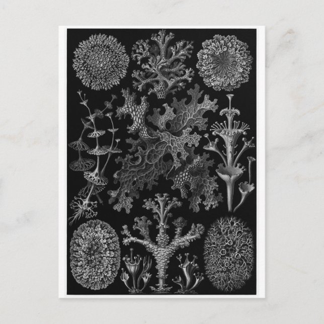 Ernst Haeckel Art Postcard: Lichenes Vykort (Framsida)