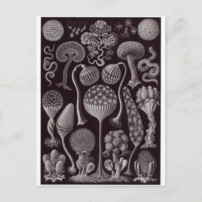 Ernst Haeckel Art Postcard: Mycetozoa Vykort (Framsida)