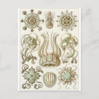 Ernst Haeckel Art Postcard: Narcomedusae Vykort