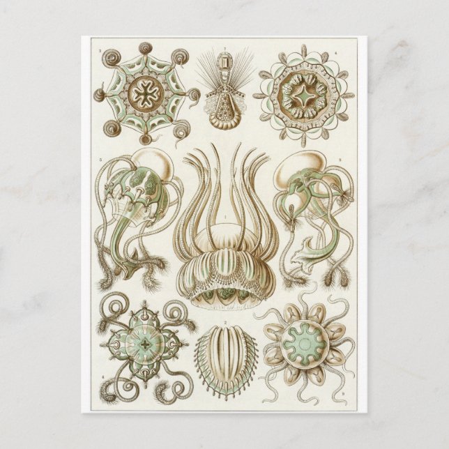 Ernst Haeckel Art Postcard: Narcomedusae Vykort (Framsida)