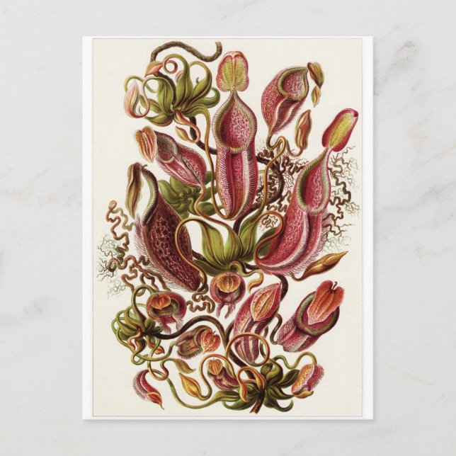 Ernst Haeckel Art Postcard: Nepenthaceae Vykort (Framsida)