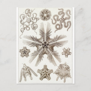 Ernst Haeckel Art Postcard: Ophiodea Vykort