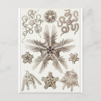 Ernst Haeckel Art Postcard: Ophiodea Vykort