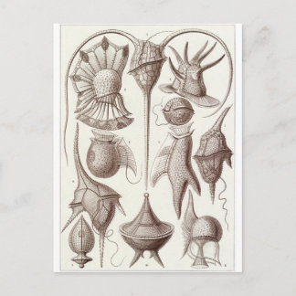 Ernst Haeckel Art Postcard: Peridinea Vykort