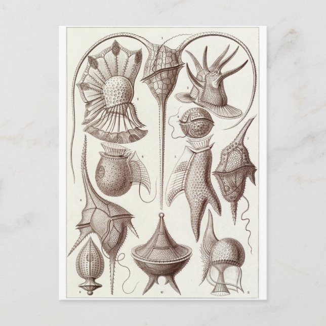 Ernst Haeckel Art Postcard: Peridinea Vykort (Framsida)