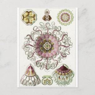 Ernst Haeckel Art Postcard: Peromedusae Vykort