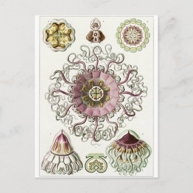 Ernst Haeckel Art Postcard: Peromedusae Vykort (Framsida)