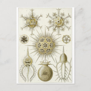 Ernst Haeckel Art Postcard: Phaeodaria Vykort