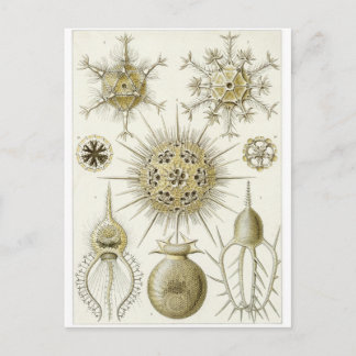 Ernst Haeckel Art Postcard: Phaeodaria Vykort