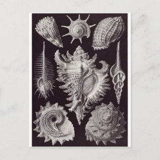 Ernst Haeckel Art Postcard: Prosobranchia Vykort