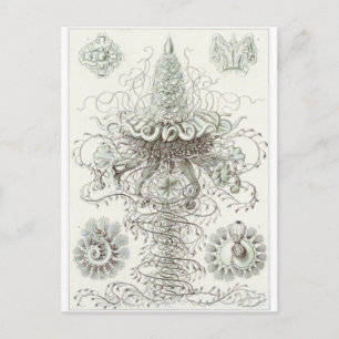 Ernst Haeckel Art Postcard: Sifonophorae Vykort