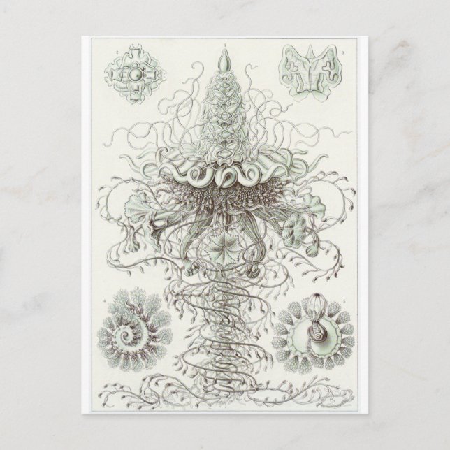 Ernst Haeckel Art Postcard: Sifonophorae Vykort (Framsida)