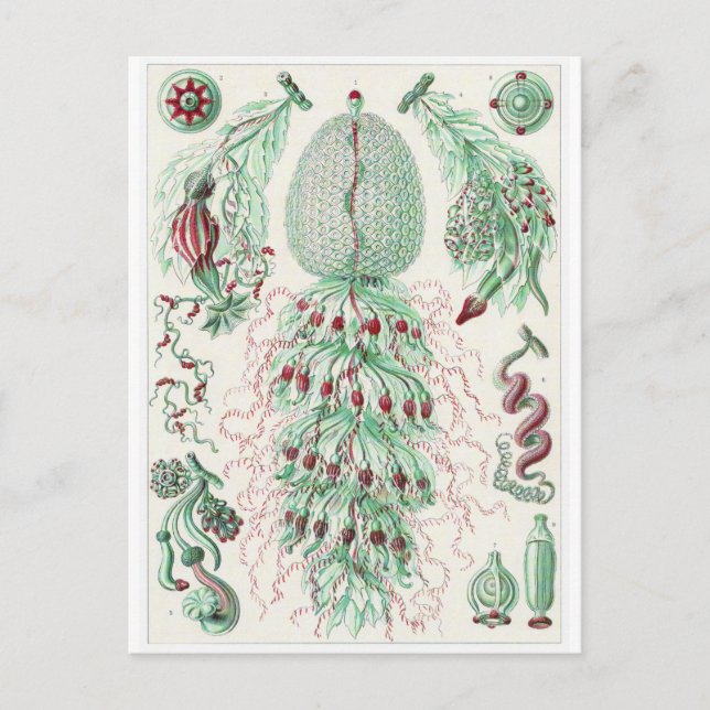 Ernst Haeckel Art Postcard: Siphonophorae Vykort (Framsida)