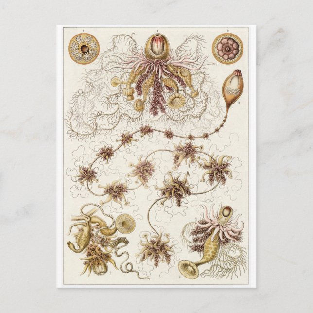 Ernst Haeckel Art Postcard: Siphonophorae Vykort (Framsida)