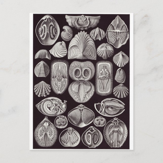 Ernst Haeckel Art Postcard: Spirobranchia Vykort (Framsida)