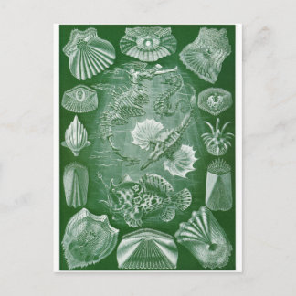 Ernst Haeckel Art Postcard: Teleostei Vykort