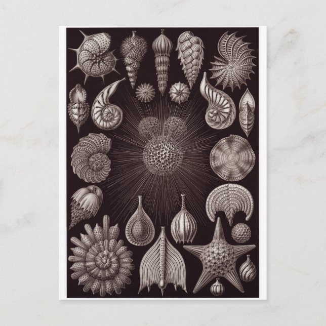 Ernst Haeckel Art Postcard: Thalamphora Vykort (Framsida)