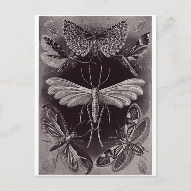 Ernst Haeckel Art Postcard: Tineida Vykort (Framsida)