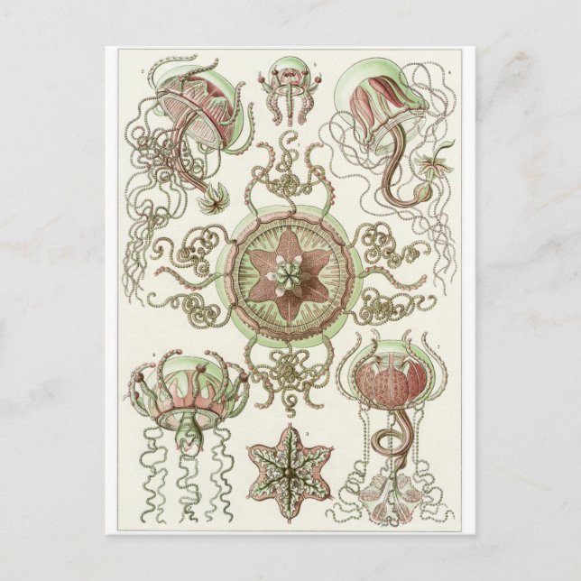 Ernst Haeckel Art Postcard: Trachomedusae Vykort (Framsida)