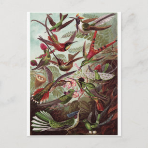 Ernst Haeckel Art Postcard: Trochilidae Vykort